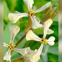 ルッコラ,花のある暮らし,過去ピック,チーム愛知,GSアダルトチームの画像