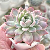 成長記録 ブルーマウンテン,エケベリア ブルーマウンテン,成長記録 毒ドラゴン×毒リンゴ,毒ドラゴン×毒リンゴ,神奈川タニラーの画像