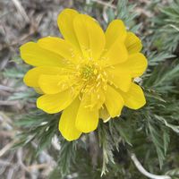 フクジュソウ,フクジュソウ,フクジュソウ,フクジュソウ,シコクフクジュソウの画像