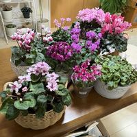 シクラメン,ガーデニング,花のある暮らし,花が好き,ガーデニング大好きの画像