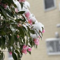 ツバキ,寒椿,寒椿,今日も笑顔で♡,チーム愛知の画像