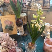 咲いた！,花のある暮らし,ナチュラルスタイル,GS映えの画像