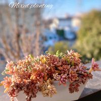 ブルーカールズ,多肉植物,育てやすい多肉植物,多肉植物寄せ植え,普及種の画像