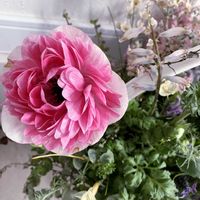 アネモネ,モモ,ペチコート水仙,サクラソウウィンティー　ピーチ,アネモネ　モモの画像