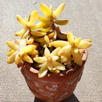 銘月,多肉植物,セダム属,ショック！,ごめんねの画像