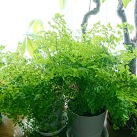アジアンタム,観葉植物,葉っぱ,緑のある暮らし,今日のお花の画像
