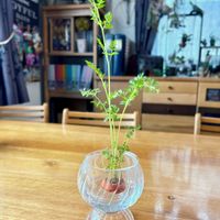 ニンジン,野菜,キッチン菜園,リボベジ,再生栽培の画像