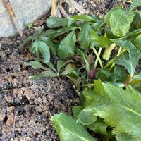 クリスマスローズ,ヒューケラ,庭の画像