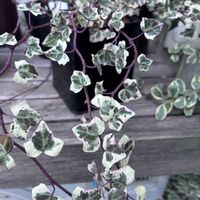 マトリカリア,ロマネスコ,斑入り へデラ,ひなそう,ビオラ ジョリージョリの画像