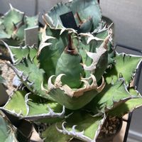 アガベ チタノタ レッドキャット ウィーズル,多肉植物,アガベ属の画像