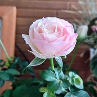 ミニバラ,ビオラ,種蒔きっ子の画像