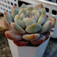 エケベリア,ラウリンゼ,ラウリンゼ,多肉植物,小さな花壇の画像