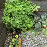 アジアンタム,アジアンタム,ツワブキ,ギボウシ（ホスタ）,蛍斑ツワブキの画像