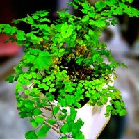 アジアンタム,アジアンタム,観葉植物,室内栽培の画像