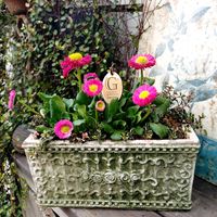 デージー,寄せ植え,可愛い,庭の花,癒しの画像