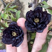 クリスマスローズ,手づくりの庭,花のある暮らし,クリスマスローズ愛同盟,クリスマスローズ大好きの画像