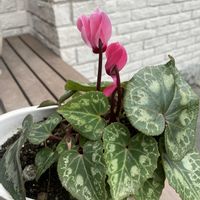 ガーデンシクラメン,鉢植え,開花,ピンクの花,緑が好きの画像