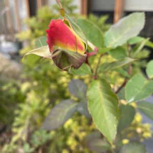 バラ,バラ　ピース,鉢植え,つぼみ,バラ 鉢植えの画像