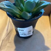 ハオルチア,多肉植物,ハオルチア属,見切り品,植中毒の画像