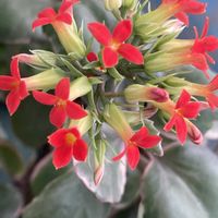 霜椿,霜椿,カランコエ・ポエール,多肉植物,ニットの日の画像