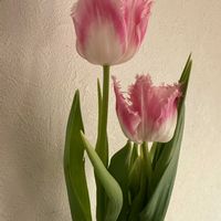 チューリップ,チューリップハウステンボス,水耕栽培,球根植物,ピンクの画像