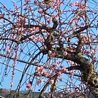 アボカド,枝垂れ梅の画像