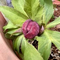 イベリス,クリスマスローズ,ハオルチア,ハオルチア オブツーサ,えんどう豆の画像