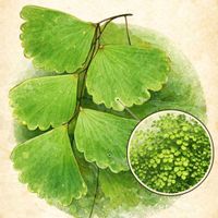 アジアンタム,アジアンタム,お花遊び,今日の お花,今日のお花_の画像