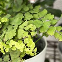 アジアンタム,鉢植え,ネコ好き,花のある暮らし,その他部屋の画像