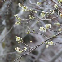 月影,月影,月影,白梅,白梅・緑萼の画像