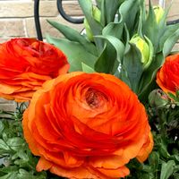 チューリップ,ラナンキュラス,八重咲きチューリップ,ラナンキュラス 小春びより,寄せ植えの画像