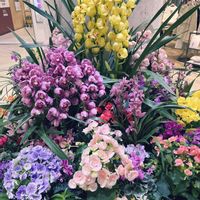 ベゴニア,オブコニカ,シンビジュームの画像