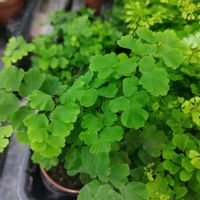 アジアンタム,今日のお花,キュンキュン乙女倶楽部,春よ来い,キュンキュン乙女倶楽部No.0278の画像