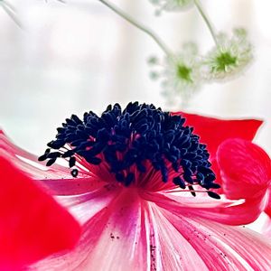 アネモネ,ホワイトレースフラワー,ドライフラワー,花のある暮らし,素敵な出会いに感謝の画像