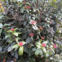 ビバーナム ティヌス,地植え,ガーデニング,低木の画像