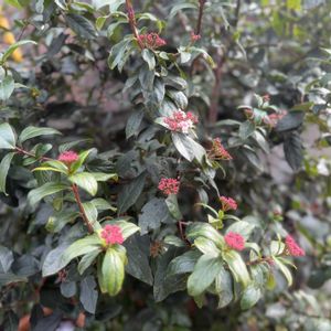 ビバーナム ティヌス,地植え,ガーデニング,低木の画像