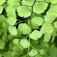 アジアンタム,観葉植物,シダ植物,常緑,お散歩中の画像