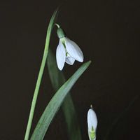 スノードロップ,水耕栽培,白い花,可愛らしい,真っ白な花の画像