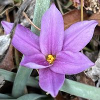 ハナニラ,クロッカス,ヒヤシンス,お散歩中の画像