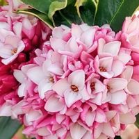 ジンチョウゲ,セツブンソウ,虹の玉,虹の玉,セツブンソウ(節分草)の画像