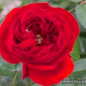 バラ,トゥルーブルーム,トゥルーブルーム　レッドキャプテン,信州大好き⛰️,赤い花の画像