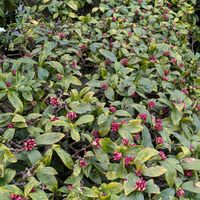 ジンチョウゲ,スイセン,ノースポール,ハボタン,お花屋さんにて…の画像