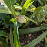 クリスマスローズ,アンティーク,アンティーク雑貨,トールペイント,バラのある暮らしの画像