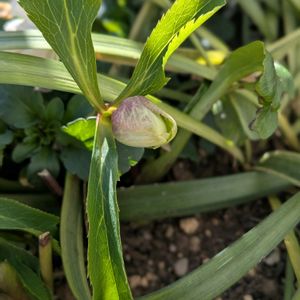 クリスマスローズ,アンティーク,アンティーク雑貨,トールペイント,バラのある暮らしの画像