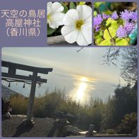 アゲラタム,ペチュニア,可愛い〜♡,癒し,今日の一枚の画像