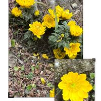 福寿草,満開,ビタミンカラー,花友さんのお庭の画像