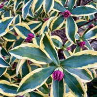 ジンチョウゲ,斑入り沈丁花,斑入りジンチョウゲ,ジンチョウゲ（沈丁花）,マイガーデンの画像