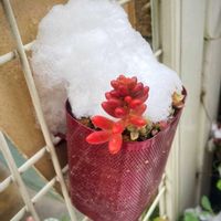 虹の玉,虹の玉（にじのたま）
・別名「ラブロティンクタム」,花のある暮らし,GSに感謝。,わんこと暮らすの画像