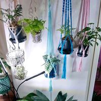 ガジュマル,マドカズラ,フィルミアナ コロラータ,チャメドレア・メタリカ,アグラオネマ・レッドゴールドの画像