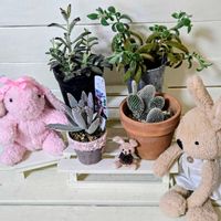 ジンチョウゲ,手作り,今日のお花,繋がりに感謝✨,輝かしい未来の画像